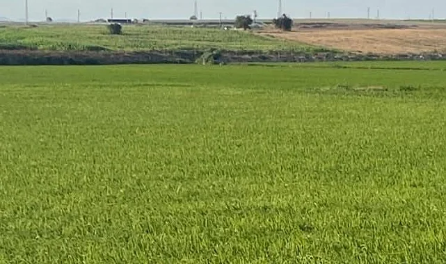 Edirne İpsala'da çeltik üretiminde damlama sulama ile yüksek verim