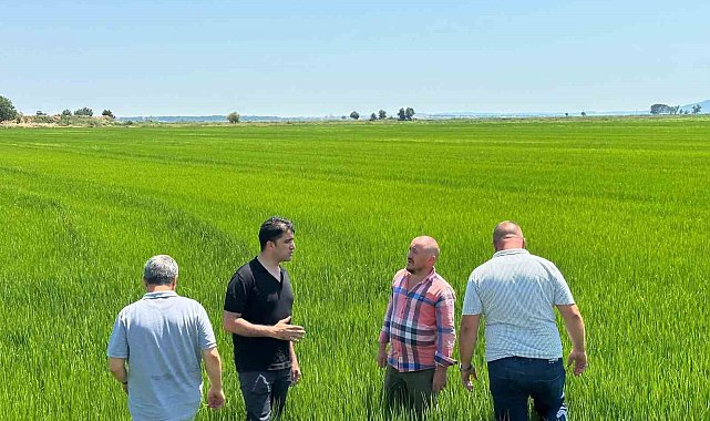 Edirne Ovası yeşile büründü: Çeltikte rekor beklentisi