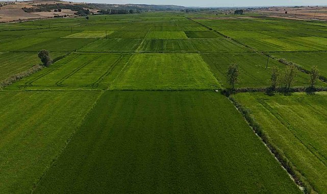 Edirne'de sağanak yağış ekili ürünlere can suyu oldu