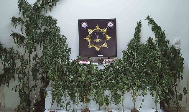 Edremit'te uyuşturucu operasyonu: Esrar ve kenevir ele geçirildi