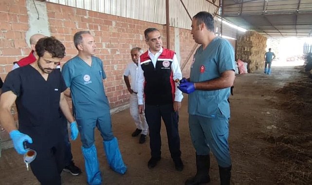 Efeler'de şap aşılaması devam ediyor