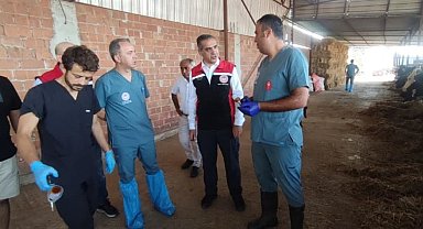 Efeler'de şap aşılaması devam ediyor