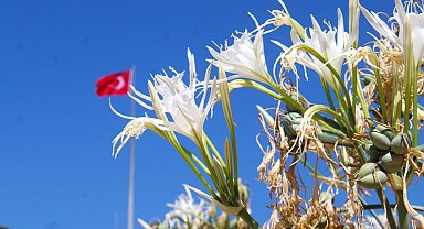 EKODOSD Başkanı Sürücü uyardı: "Kum zambakları yok olma tehlikesiyle karşı karşıya"