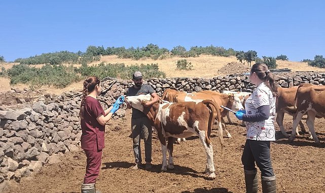 Elazığ büyükbaş hayvanlara yönelik aşılama çalışması