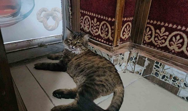 Elazığ'da çay ocağını 4 yıldır mesken tutan 'Bıdık', mahallenin maskotu oldu