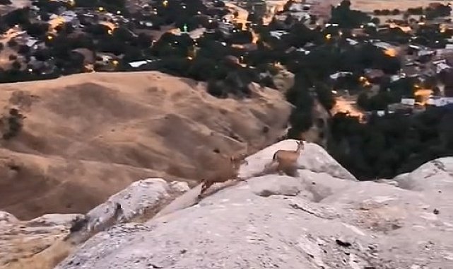 Elazığ'da dağ keçileri görüldü