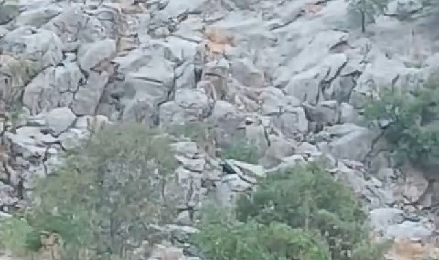 Elazığ'da dağ keçileri sürü halinde görüldü