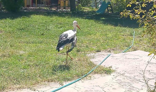 Elazığ'da kanadı kırık leylek koruma altına alındı