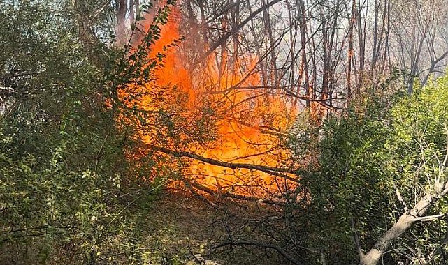 Elazığ'da otluk alanda yangın