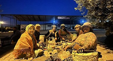 Elleriyle poğaça yapan kadın vekil şafakta üreticiyle birlikte hasat yaptı