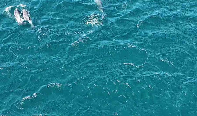 Erdek Körfezi'nde yunus sürprizi, Bandırma Limanı'nda lüfer şöleni