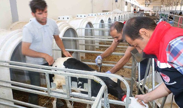 Erzincan il genelinde tüm hayvanlar şap hastalığına karşı aşılanıyor