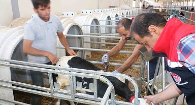 Erzincan il genelinde tüm hayvanlar şap hastalığına karşı aşılanıyor