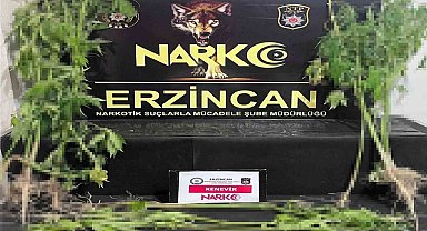 Erzincan'da 15 kök kenevir bitkisi ele geçirildi