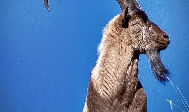 Erzincan'da av turizmi kapsamında 11 yaban keçisi kotası