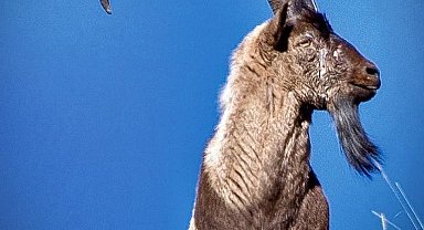 Erzincan'da av turizmi kapsamında 11 yaban keçisi kotası