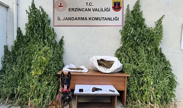 Erzincan'da jandarmadan kenevir operasyonu