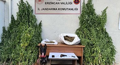 Erzincan'da jandarmadan kenevir operasyonu