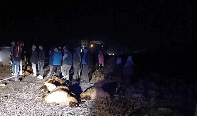 Erzincan'da otomobil koyun sürüsüne daldı