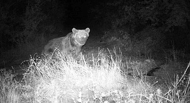 Erzincan'da yaban hayatı fotokapanla görüntüleniyor