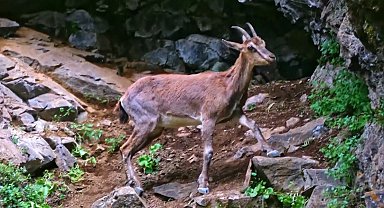 Erzincan'da yaban keçileri havadan görüntülendi