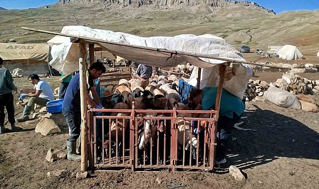 Erzincan'da yayladaki hayvanlara şap aşısı vuruldu