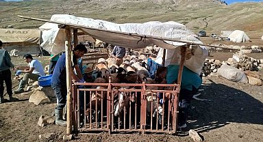 Erzincan'da yayladaki hayvanlara şap aşısı vuruldu