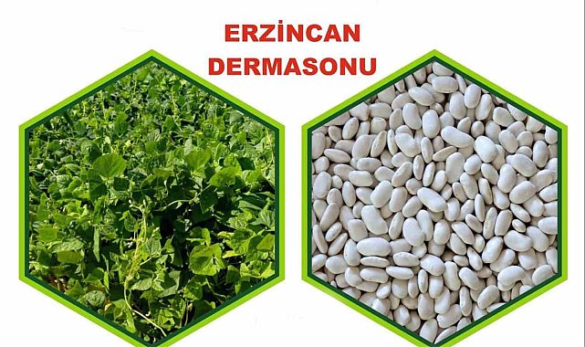 Erzincan'da yetiştirilen fasulye tescillendi