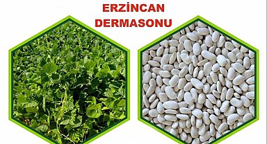 Erzincan'da yetiştirilen fasulye tescillendi