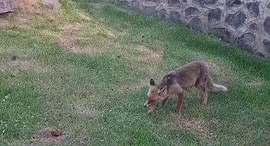 Erzurum'da kadınlar yanlarına gelen tilkiye kadayıf dolması yedirdi