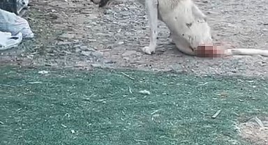 Esenyurt'ta çoban köpeklerine silahlı saldırı