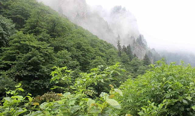Eşini öldürdükten sonra ormanlık alana kaçan cinayeti zanlısını arama çalışmaları sürüyor
