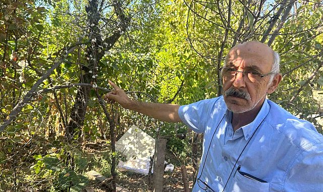 Eskişehir'de erik ağacı ağustosun sonunda çiçek açtı