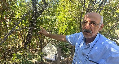 Eskişehir'de erik ağacı ağustosun sonunda çiçek açtı