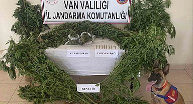 Evin çatısına kenevir ekti