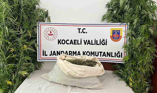 Evini uyuşturucu serasına çevirdi
