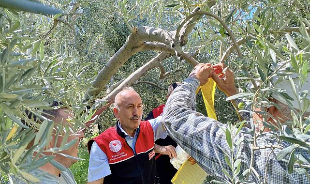 Feromon tuzaklarla zeytin sineğiyle mücadele başladı