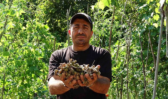 Fındığının çalındığını sandı, kamerada domuz çıktı