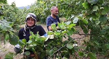 Fındık ekmek kapısı oluyor