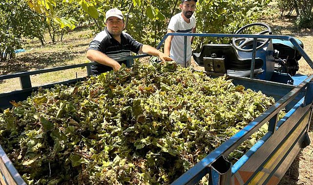 Fındık hasadı başladı, tırpan ücretleri rekor kırdı