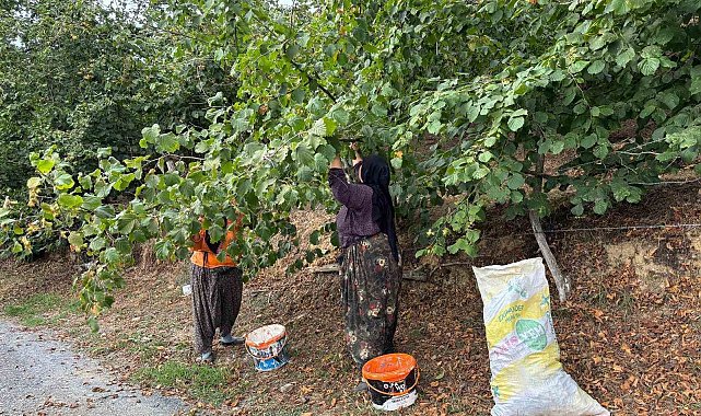 Fındık üreticileri hasat yapmaya başladı