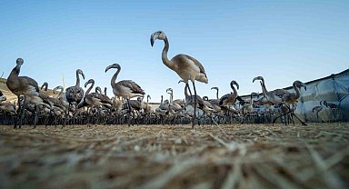 Flamingolar Gediz Deltasına hayat veriyor