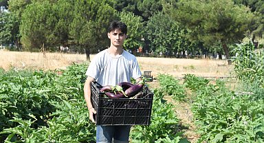 Gazi Tarım'da hasat zamanı