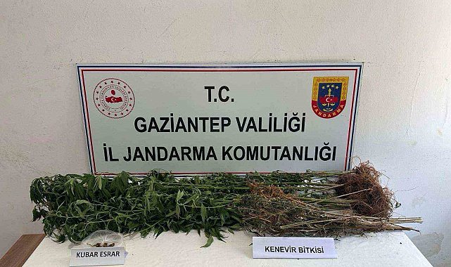 Gaziantep'te 428 kök kenevir ele geçirildi: 5 şahıs tutuklandı
