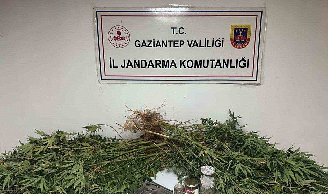 Gaziantep'te 5 kilo esrar ile 178 kök kenevir ele geçirildi: 4 gözaltı