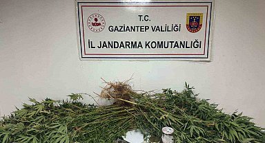 Gaziantep'te 5 kilo esrar ile 178 kök kenevir ele geçirildi: 4 gözaltı
