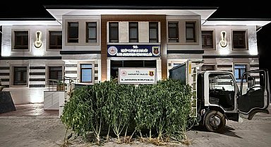 Gaziantep'te 825 kök kenevir ele geçirildi: 2 şahıs tutuklandı