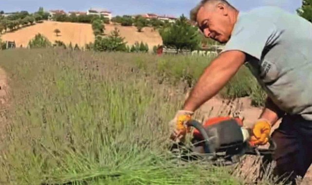 Gediz'de lavanta hasadı başladı