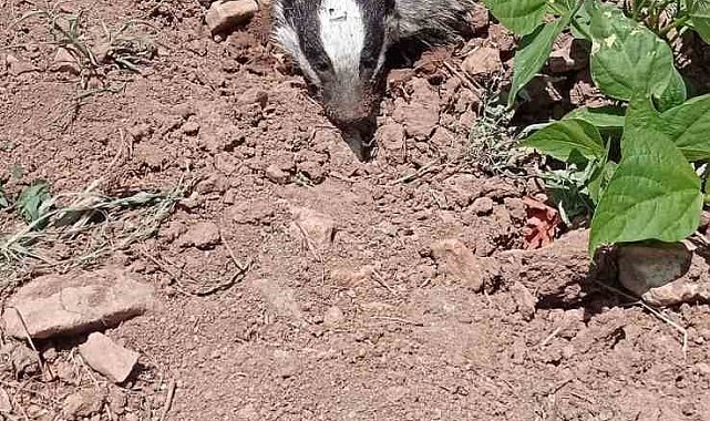Gercüş'te nesli tükenmekte olan porsuk görüntülendi