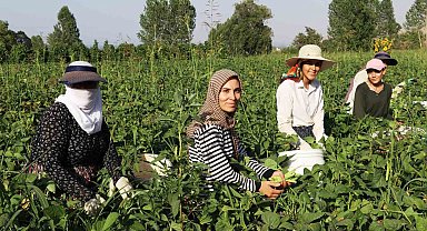 Gevaş fasulyesi girişimci kadınların eliyle değerleniyor